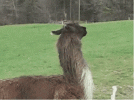 llama.gif