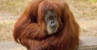 Trump-adult-orangutan.jpg