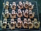 Squirrel-Cookie-Pastry-Biscuit-Cutter-Icing-Fondant-Baking.jpg