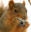 Funny-Squirrel-With-Camera.jpg