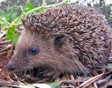 762px-Igel.jpg 762px-Igel.jpg