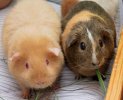 Two_Adult_Guinea_Pigs_(cropped).jpg Two_Adult_Guinea_Pigs_(cropped).jpg