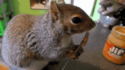 squirrel-eating-GIF-downsized_large.gif