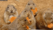 giphy (2).gif