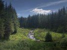 18-02 Forest.jpg 18-02 Forest.jpg