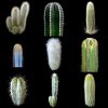 columnar-cactus-seeds-mix.jpg