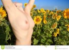 nude-sunflower-field-arms-up-247512.jpg