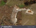 tipping squirrel.jpg