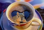 coffee squirrel of my dreams.jpg