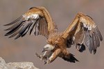 Vulture-scaled.jpg