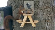 Eichhörnchen3.jpg