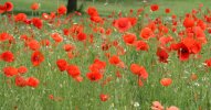 mohn-aufmacher-IMG_8880_blpid1191458-dam-msg.jpg