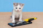 small-cat-near-broken-phone-wrench-phone-repair-shop-small-cat-near-broken-phone-wrench-phone-...jpg