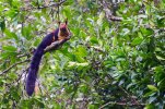 Indian_giant_squirrel_or_malabar_giant_squirre.width-800.jpg