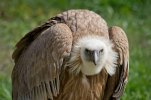 Vultures-warn-us-of-environmental-contamination.jpg